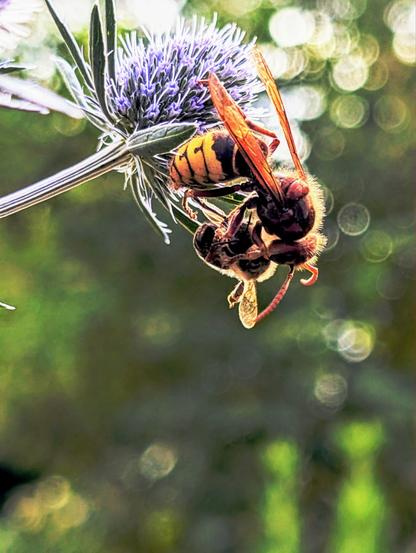 Eine Hornisse hängt mit ihren Hinterbeinen kopfüber von einer blauen Distel (einem Mannstreu) und hält mit ihren Vorderbeinen eine kleine Biene fest. Der Hinterleib der Hornisse ist gut zu sehen, Oberkörper und Kopf von Hornisse und Biene sind dunkel im Gegenlicht, jedoch sind die Konturen und Härchen klar zu sehen. Der Hintergrund ist unscharf grün.