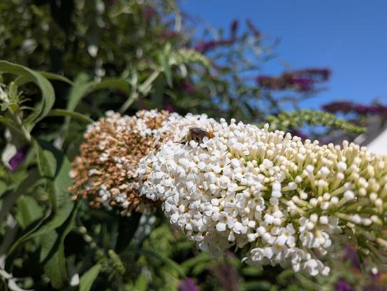 Eine Hummel auf einer weißen Fliederblüte, aber man sieht nur den Popo und die abgespreizten Hinterbeine, weil sie sooo tief in die Blüte hineingekrochen ist.