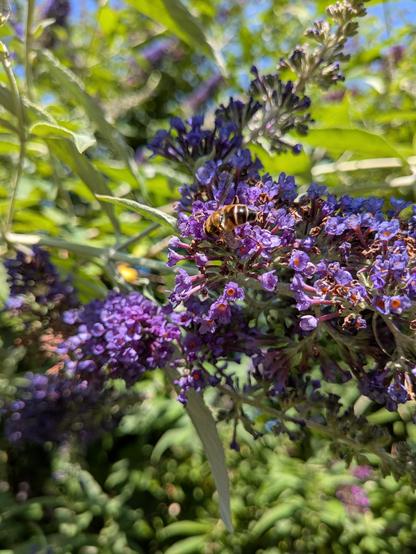 Eine Biene auf einer lila Fliederblüte