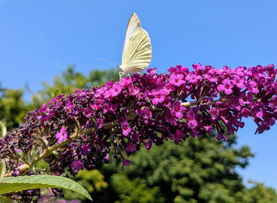Ein Kohlweißling mit geschlossenen Flügeln auf einer rosa Fliederblüte.