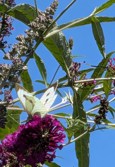 Ein Kohlweißling mit geöffneten Flügeln auf rosa Fliederblüte, aber gezoomt, daher nicht hundert Prozent scharf