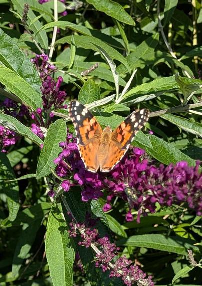 Ein oranger Distelfalter auf rosa Fliederblüte