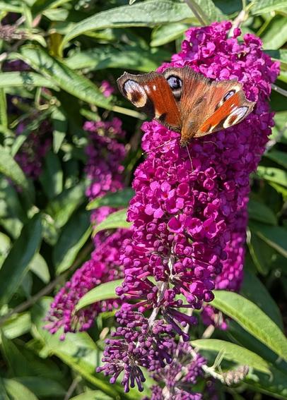Ein Tagpfauenauge auf rosa Fliederblüte