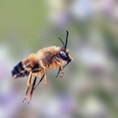𝗣𝗶𝗰𝘁𝘂𝗿𝗲 𝗗𝗲𝘀𝗰𝗿𝗶𝗽𝘁𝗶𝗼𝗻 (𝗘𝗻𝗴): Image of a wild bee of the genus Osmia (I believe), commonly known as mason bees. It's flying, but its wings aren't visible because they move faster than the camera shutter.

𝗗𝗲𝘀𝗰𝗿𝗶𝗽𝗰𝗶𝗼́𝗻 (𝗘𝘀𝗽): Imagen de una abeja silvestre del género Osmia (eso creo), llamadas vulgarmente abejas albañiles. Está volando, pero no se aprecian las alas debido a que se mueven más rápido que la obturación de la cámara.