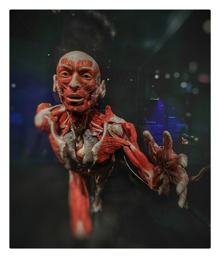 Plastination eines männlichen Körpers ohne Haut in Bewegung,
zu sehen Muskeln, Sehnen, Haut, innere Organe durch den geöffneten Brustkorb.