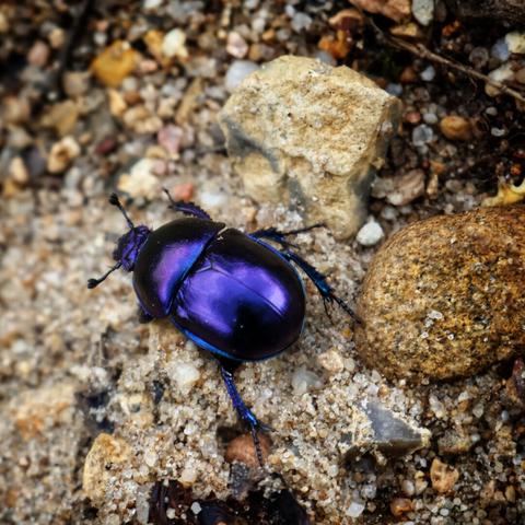 A close-up, high-angle photograph of a shiny, iridescent beetle with a glossy, metallic purple-blue carapace. The beetle is crawling diagonally across a ground of fine-grained sand mixed with various small grey and tan-coloured pebbles and rocks. Its dark legs and antennae are visible, and the strong light beautifully highlights the polished sheen of its shell.