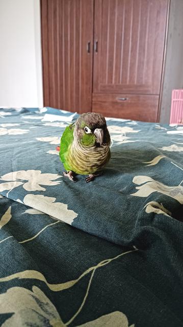 A wily green cheeked conure, sitting on a blue floral bedsheet.