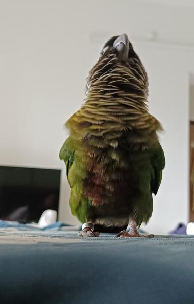 A green cheeked conure throwing a smile tantrum. His neck is extended towards the heavens. He doesn't understand the exile, but for his follies (unprovoked biting), he must pay (he's in time out for 30 minutes).