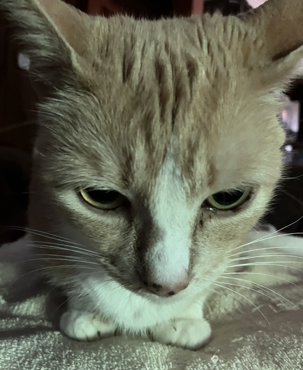Hermetic Library Cat Caturday 12jun2025 Ranga Furby
