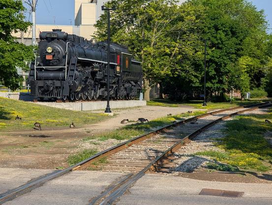 Photo of steam locomotive on a pedestal to the left, rail track down the centre disappearing to the right, trees in the background. Several Canada Geese are sitting on, or near, the tracks.