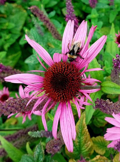 Hummel auf einer Blüte des Purpur-Sonnenhut