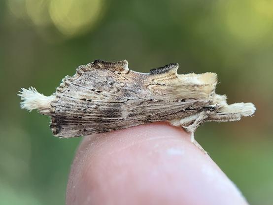 A Pale Prominent moth perched across my finger doing an imitation of a piece of dead wood. Its outline is broken up by tufts and irregular angled shapes that disguise the fact it's a moth.