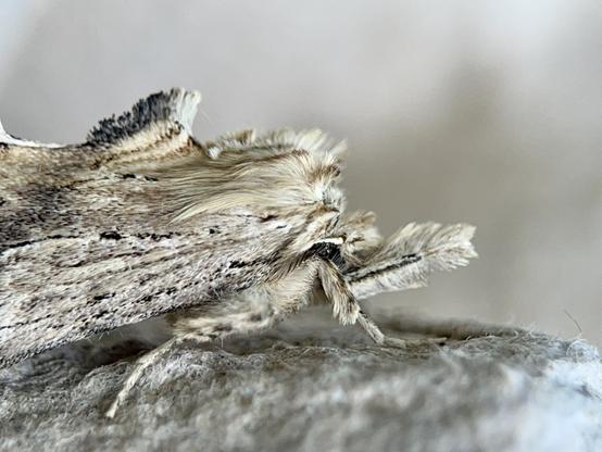 A close up of the head of the Pale Prominent moth. The long furry scale make it look like an Old English Sheepdog. Or a Wookie. Or a grizzled sea-captain.