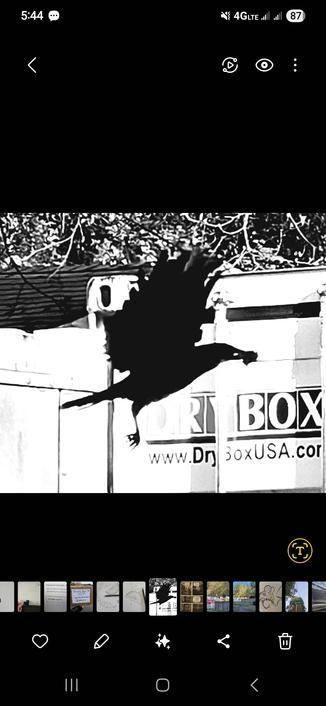 a black and white photo, a crow is stunningly  silhouetted in mid take off with wings fully up and spread right before flapping down. it has a prize in its mouth
