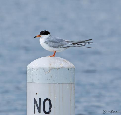 small bird with black cap, orange beak with black tip, gray wings, orange legs, and white underside, perched on a white post painted with the single word "NO"