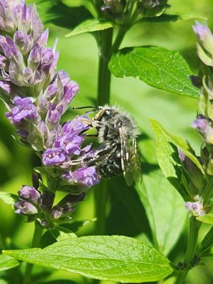 A mostly black bee, with thin white bands around its abdomen, and slightly smaller than a honeybee, is feeding from a cluster  of mauve, tubular hyssop flowers.