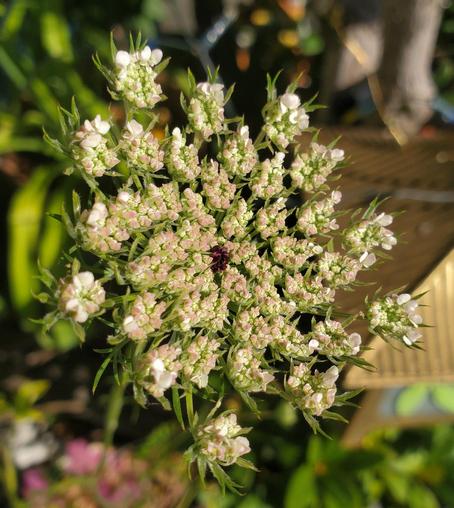 The photograph clearly shows a compound umbel (a flat-topped cluster of flowers where each flower stems from the same point). The flowers are small, white (though some are pinkish in the image), and densely packed. A distinguishing feature is the presence of a single, dark purple or reddish floret in the center of the inflorescence; this is well-defined in the picture.