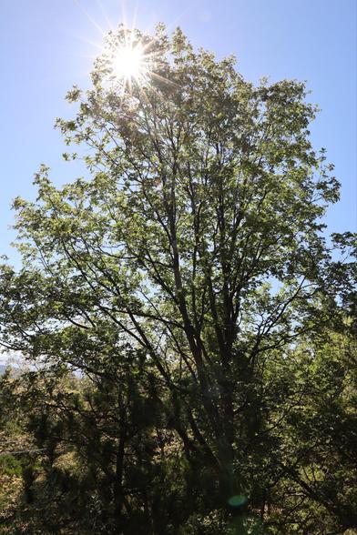 A tall tree with lush green leaves silhouetted against a bright blue sky, with sunlight shining through the foliage. The sun is surrounded by 18 rays created by this zoom lens’ aperture.