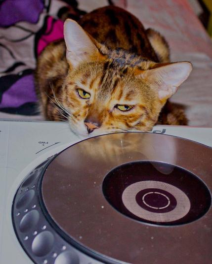 kot śpi na sprzęcie DJ'sklm