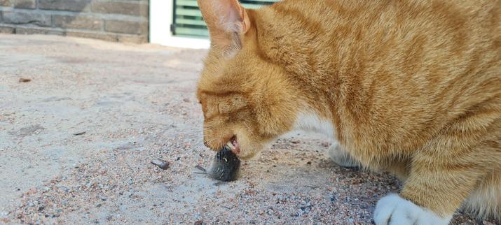 Ginger cat eating a mouse