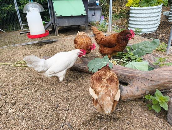 Four chickens eating kohlrabi on a felled log.