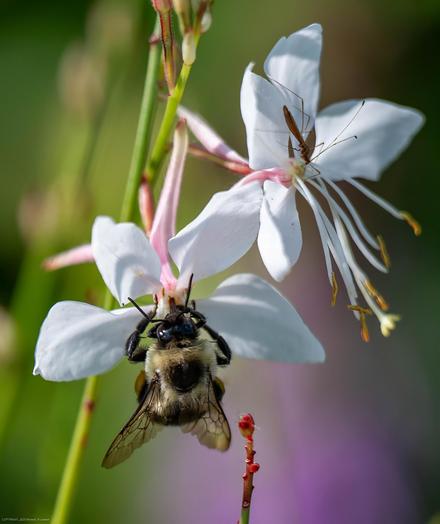 A honey bee is seen from above in the lower left of photo. The bee is on one of two small white flowers with traces of pink on them. There is also a much smaller delicate insect in the center of the other flower.