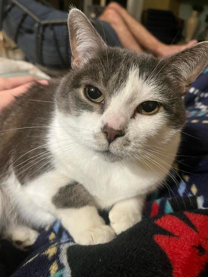 Grey and white cat close-up. She is sitting on a colorful blanket being cuddled by one of her humans.
