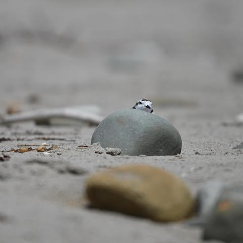 A Western snowy plover peeks over a smooth rock on a sandy beach, surrounded by various stones and marine debris in the background.