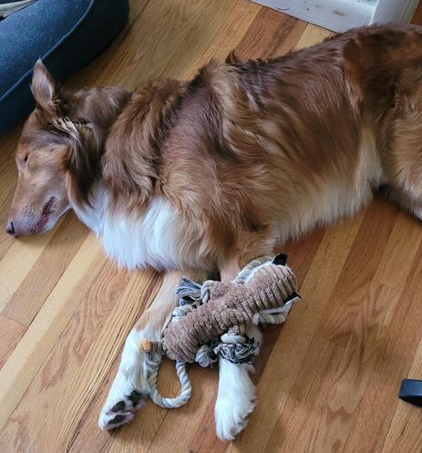 Gold and white Collie dog fell asleep with his toy waiting for me to be done working.
