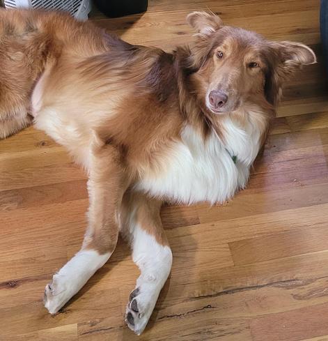 "You done yet?" Gold and white Collie dog waking up and asking me if I'm done writing notes yet.