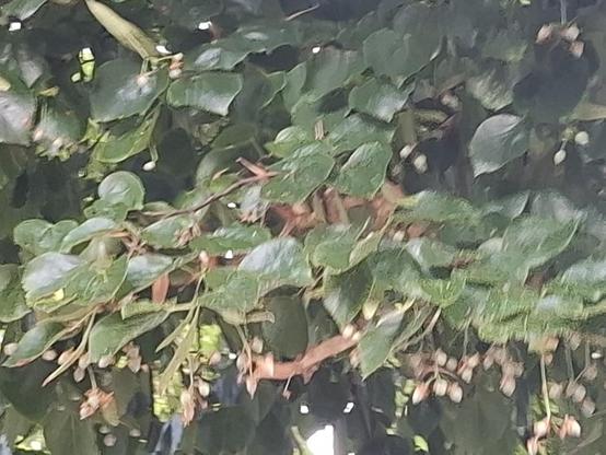 Image taken by user_5589, available under CC-BY-SA. It is made with the thematic map trees in changeset https://openstreetmap.org/changeset/168855257