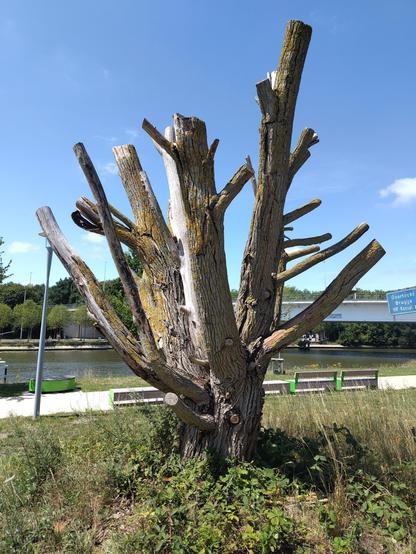 Image taken by ilja_space, available under CC-BY-SA. It is made with the thematic map trees in changeset https://openstreetmap.org/changeset/168834728