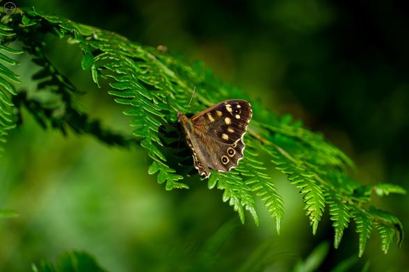 Brown speckled wood butterfly sat on fern leaf
