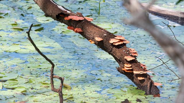 Lots of orange bracket fungi growing on a dead tree limb protruding from a tidal pond