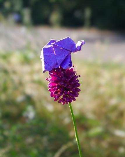 Ein kleiner lilafarbener Origamielefant steht auf einer purpurfarbenen Kleeblüte. Sein Rand strahlt ein wenig von der Sonne. Nur der Elefant, die Blüte und der Stengel sind scharf, die Wiese und der Hintergrund sind unscharf.