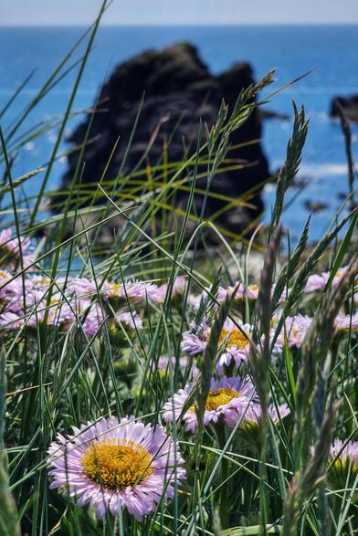 A close-up view of delicate purple and yellow wildflowers in the foreground, with tall green grasses partially obscuring them. In the blurred background, a dark, rugged sea stack rises from the vibrant blue ocean under a clear sky.