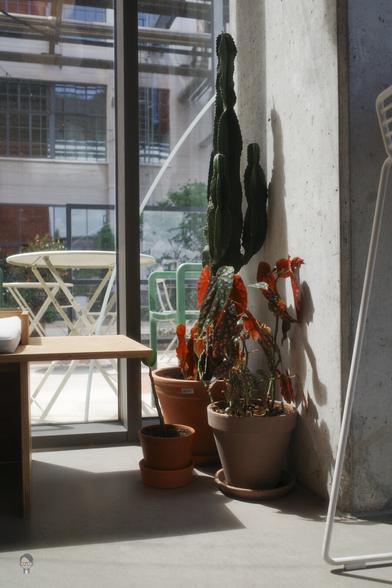 Potted plants, including a tall cactus and a leafy plant with red and green leaves, positioned against a concrete wall inside a room. Sunlight streams through a large window, casting shadows on the floor. Outside, a patio area features a round table and chairs with a view of greenery and building structures.