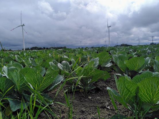 Foto von einem Kohlacker bei dramatisch bewölktem Himmel. Das Foto wurde in Bodennähe aufgenommen, dadurch sind die Kohlpflanzen im Vordergrund sehr groß und leuchtend grün. Im Hintergrund stehen mehrere Windkraftanlagen.