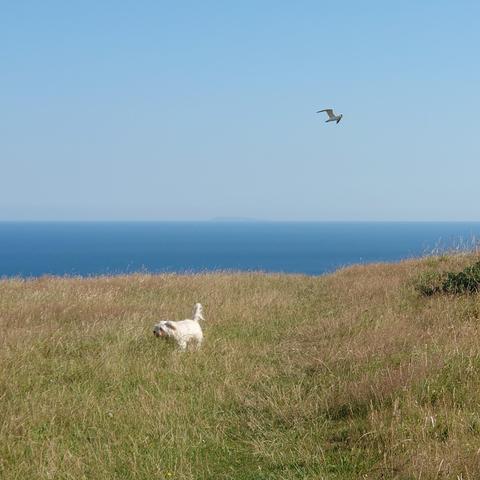a square format photo of a sun-dried and yellowed long grass meadow with a small white terrier running about in it in the mid-foreground. A blue sea is visible behind that, with a distant hazy lump which is Lundy Island in the Bristol Channel just about visible on the horizon (about 30 miles away). Above that is a cloudless blue sky. Just above and to the right of the dog, a gull is photobombing the scene by flying above her in the blue sky and off towards the right of the frame.