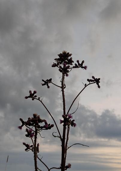 Thistles just before sunset, with clouds promising more water in the sky.