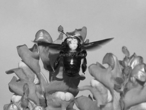 Insect, closeup, black and white, photo