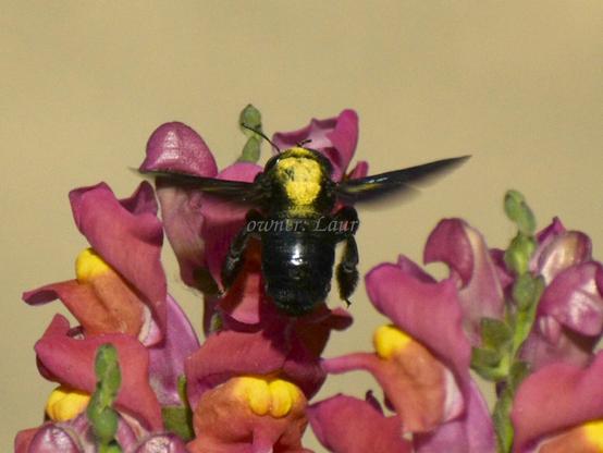 Insect, closeup, color, photo