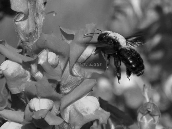 Insect, closeup, black and white, photo