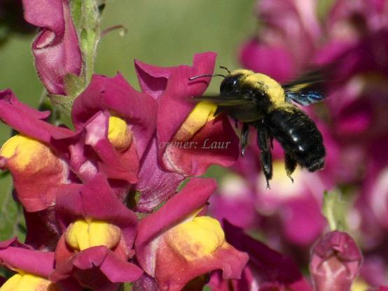 Insect, closeup, color, photo