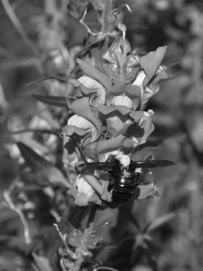 Flowers, insect, closeup, photo