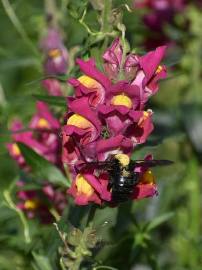 Flowers, insect, closeup, color, photo
