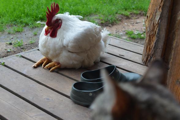 Un gros poulet assis sur son derrière, pattes en avant, sur les planches d'un pas de porte à côté de sabots en plastique. Au premier plan, en très flou, on devine la tête d'un chat.