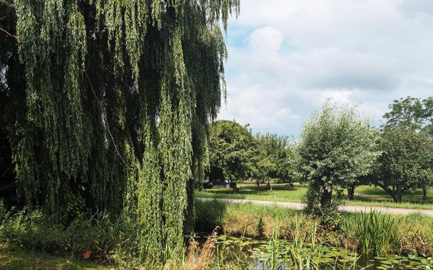 A photo of a weeping willow hanging over a ditch, with behind the ditch a small farm road and some grass with small trees behind the ditch.