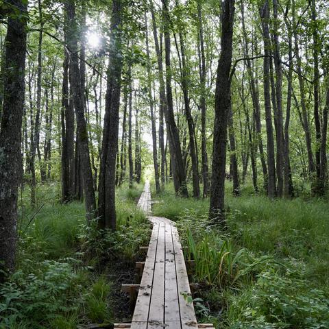 A wooden bridge turning slightly as it goes through a forest with a lot of green vegetation and where the sun is shining through the foliage on the left.