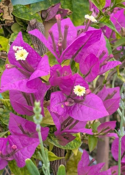A close up of hot pink bougainvillea flowers